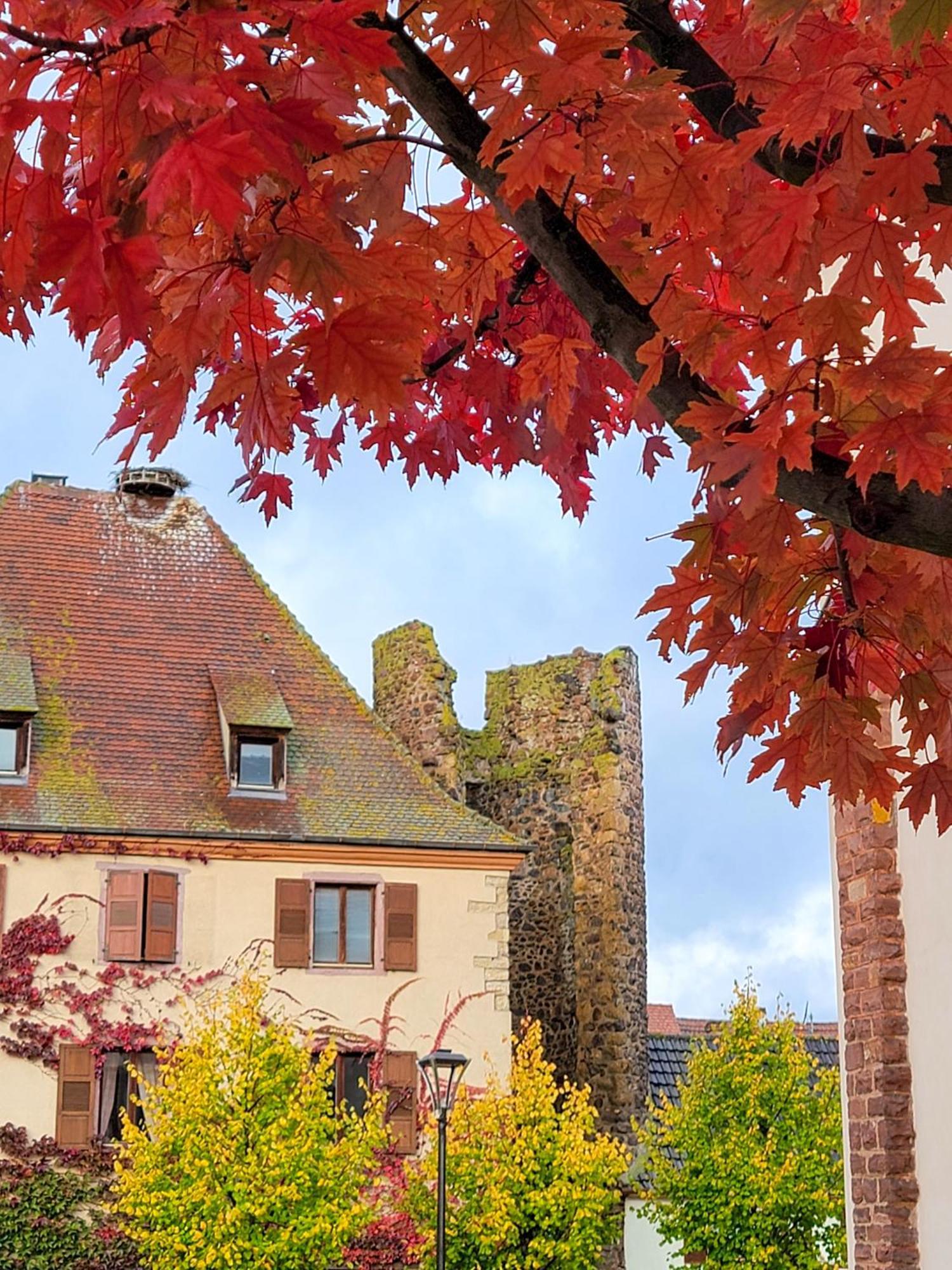 "La Vigne Dort" Cocon Romantique Herrlisheim-près-Colmar Екстериор снимка